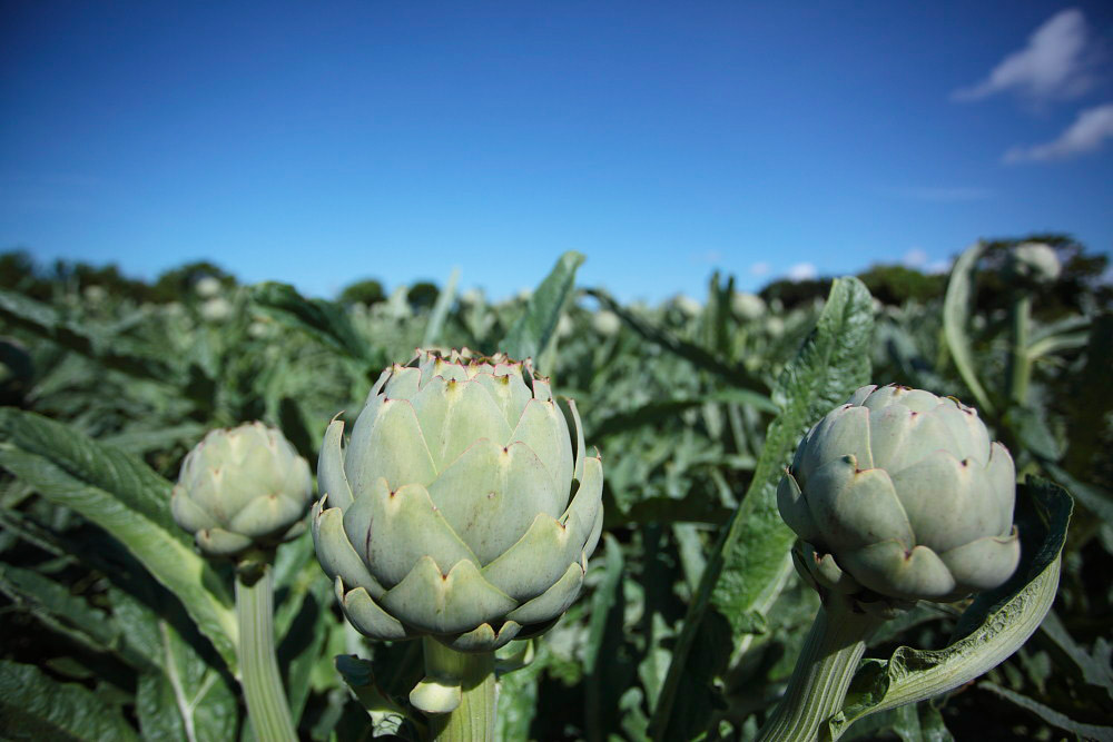 champs d'artichauts