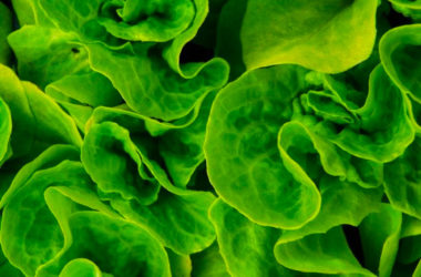 Comment essorer une salade sans essoreuse