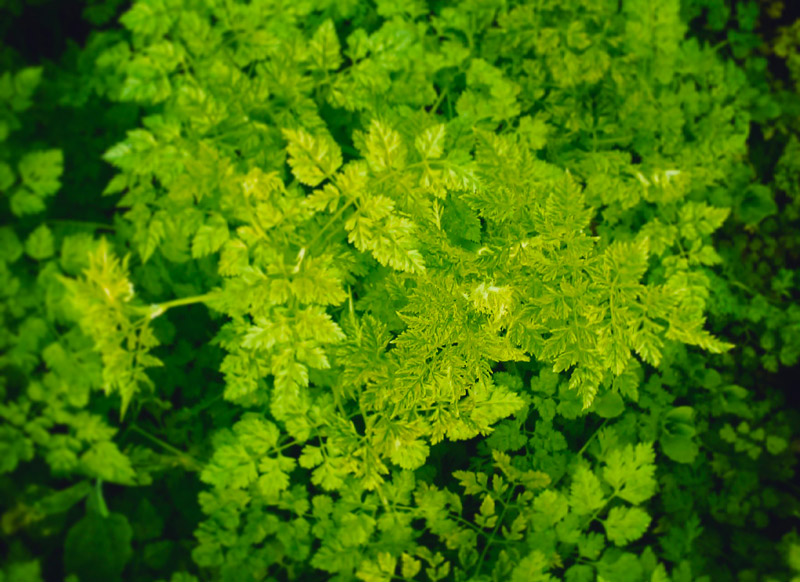 plante aromatique cerfeuil