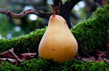 poire les bienfaits