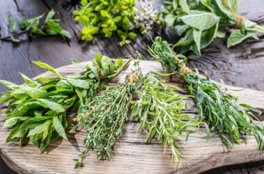 Les herbes aromatiques